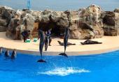 1 Day Hong Kong Island &Ocean Park tour pictures