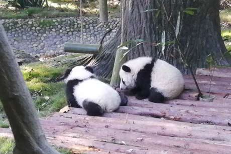 Giant Panda