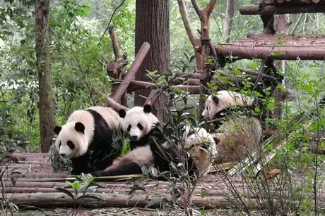 Giant Panda