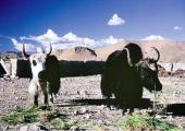 16 Days Tour to Tibet Mt Kailash Adventure pictures