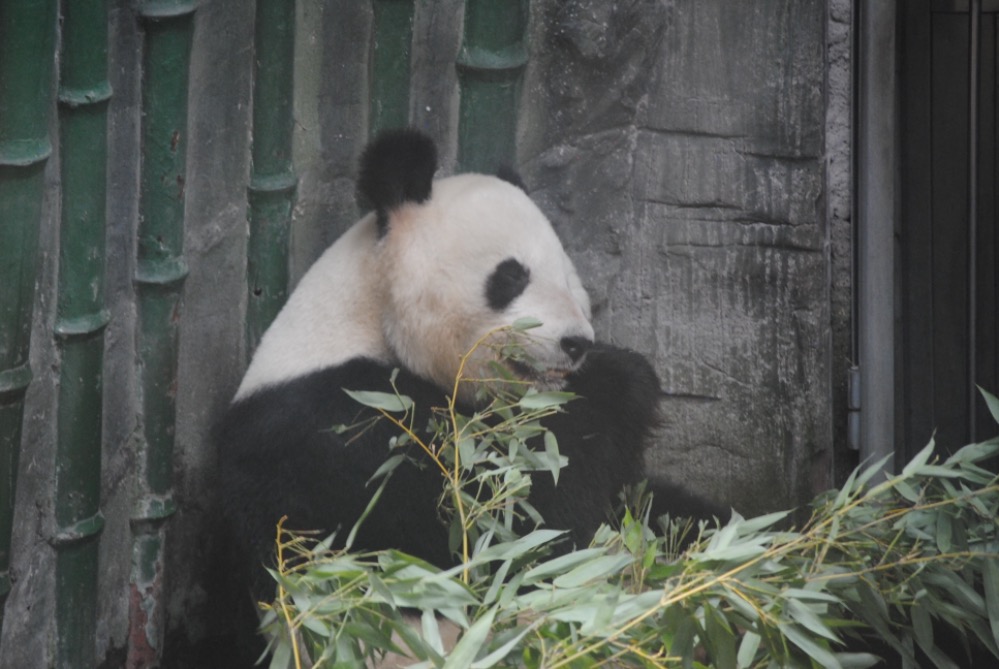 Panda at Beijing Zoo