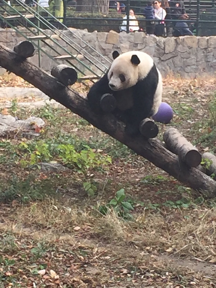 Giant Pandas