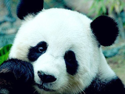 Giant Panda in Beijing Zoo