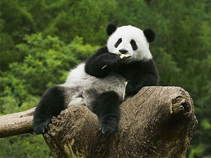 Giant Panda