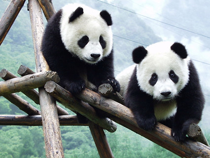 Giant Pandas