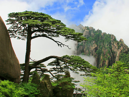 Greeting Pine at Mt.Huangshan