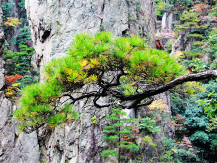 Mt.Huangshan