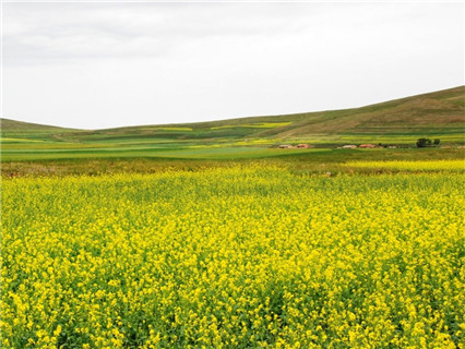 Huitengxile Glassland