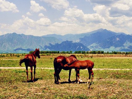 kangxi grassland