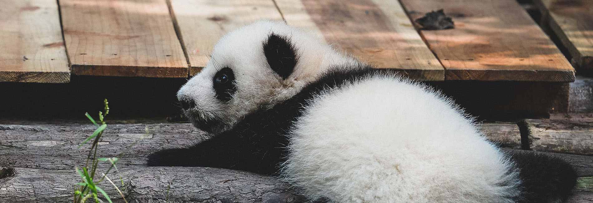 Panda Tour in Chengdu Sichuan China