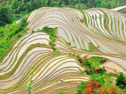 Longji Terrace