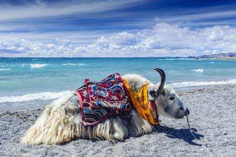 4 Days Lhasa & Namtso Lake Tour