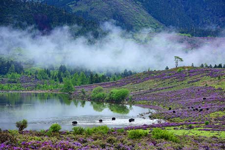 7 Days Shangri-la Highland Trekking Tour To Niru Village