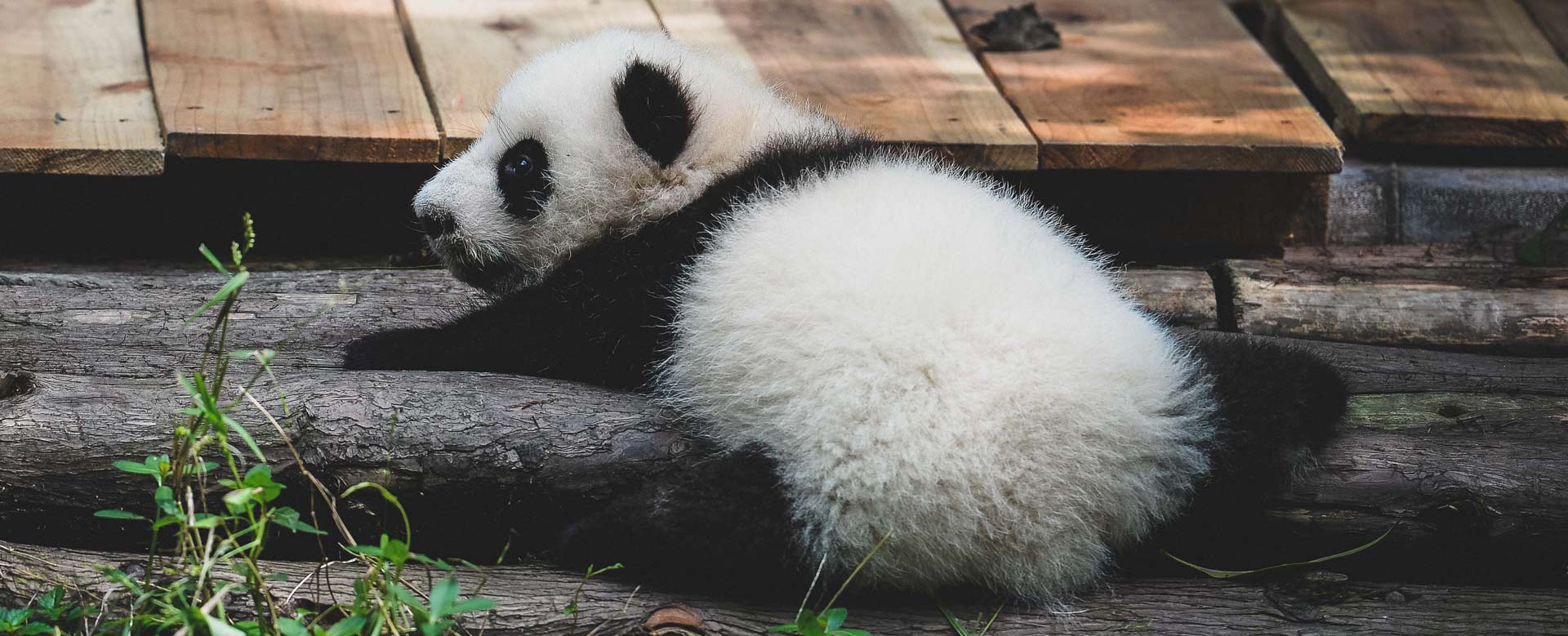 11 Days Group Tour (Beijing-Xian-Chengdu-Shanghai)