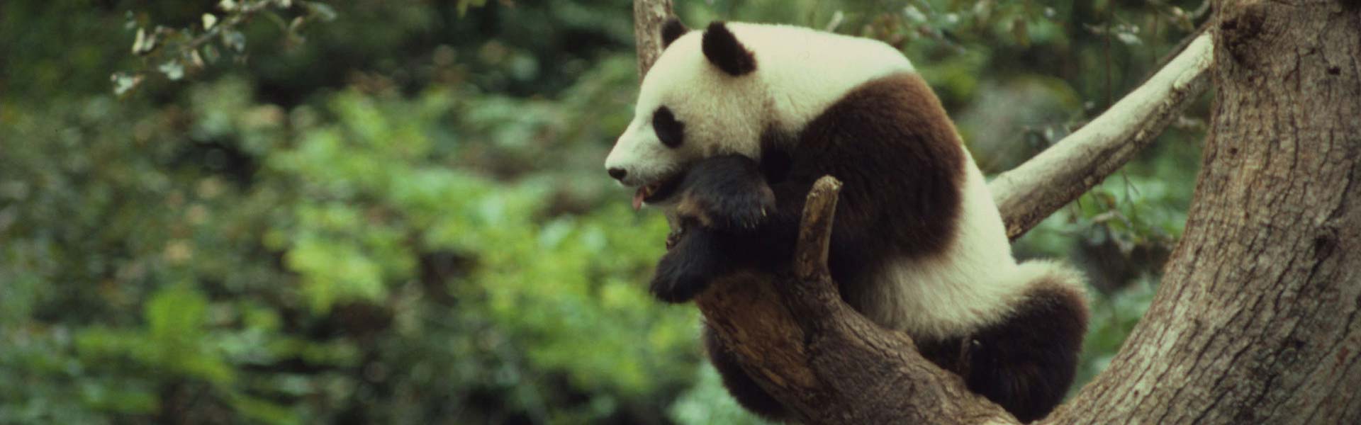 14 Days Group Tour Beijing-Xian-Chengdu-Yangtze Cruise-Shanghai