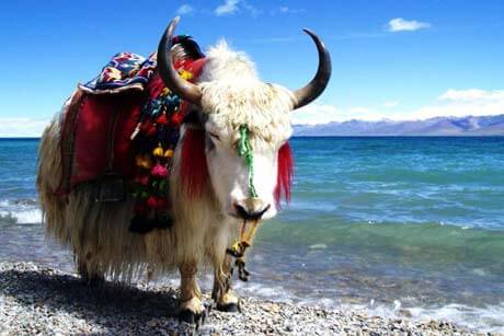 7 day silk road tour with Qinghai Lake