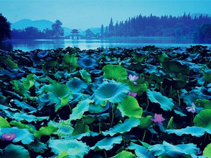 Breeze-ruffled  Lotus at Wine-making  Yard,  West Lake