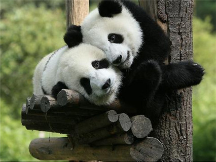 Research Base of Giant Panda Breeding