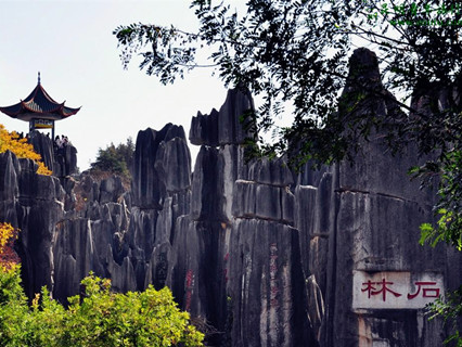 Stone Forest