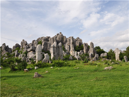 Stone Forest