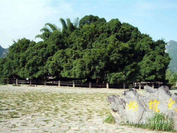 the big banyan