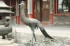 Bronze Phoenix insidethe Forbidden City